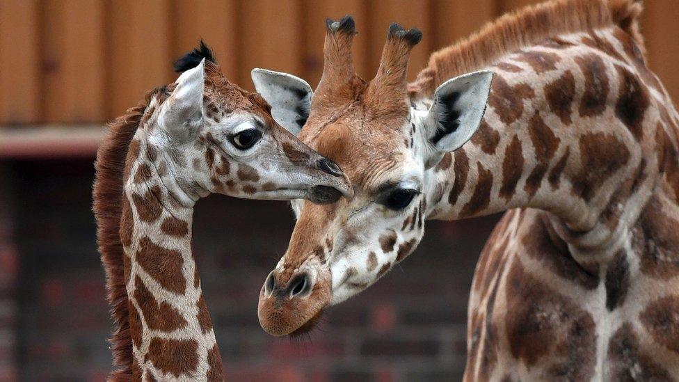 Giraffes at Chester Zoo