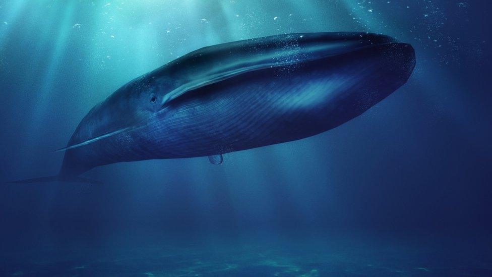 blue whale