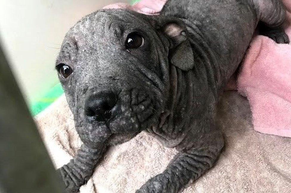 A small black puppy with no fur