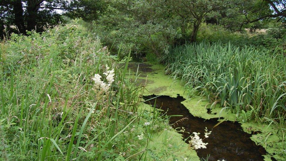 Suffolk Coast Path, near Friston