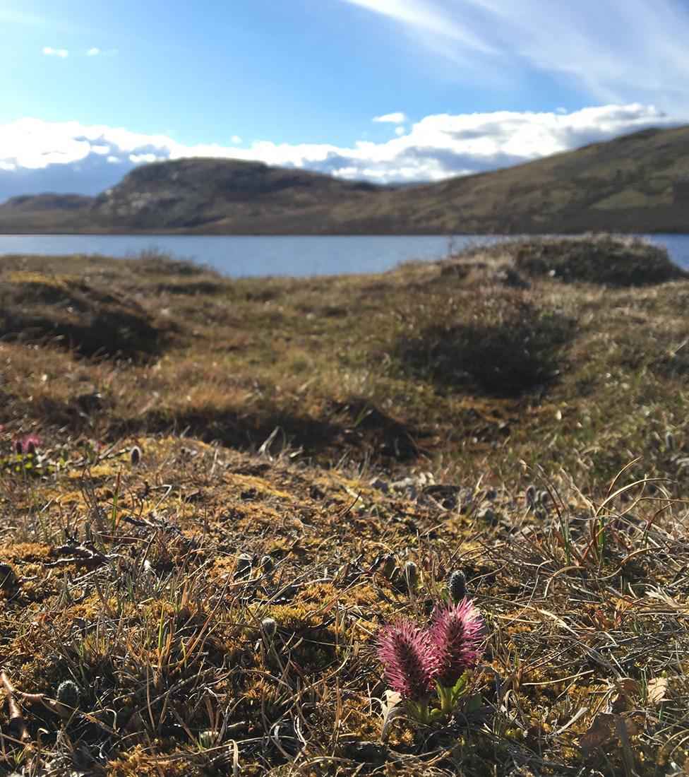 Greenland vegetation