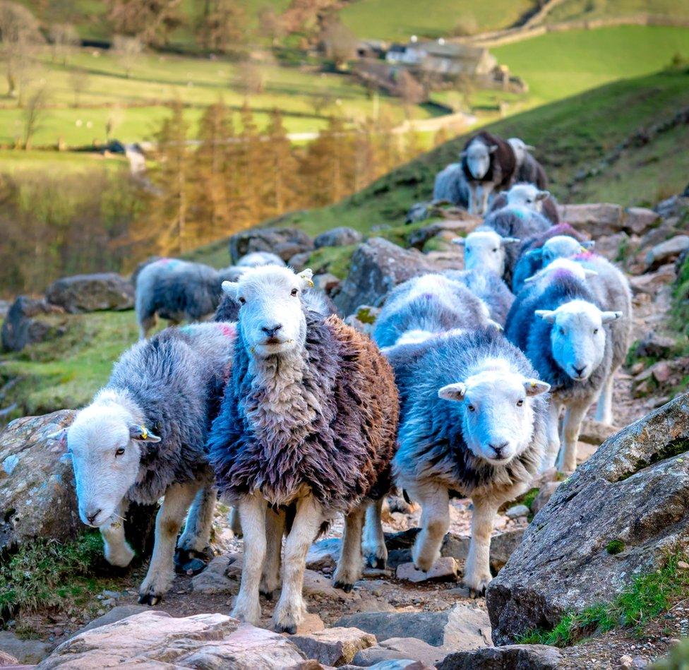 A herd of sheep block a path on a mountainside