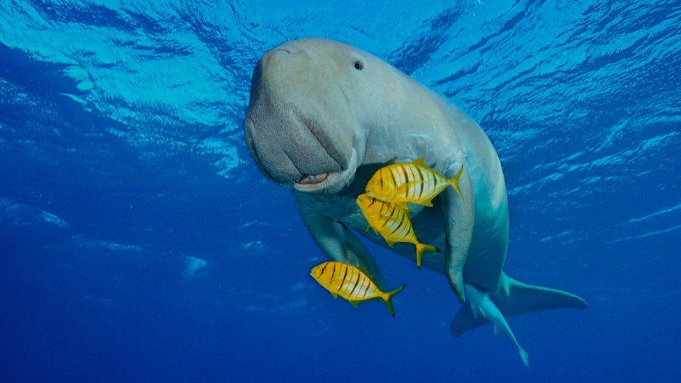 Dugong swimming