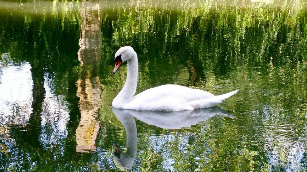 The most elegant bird, a swan, pictured on the Thames at Iffley