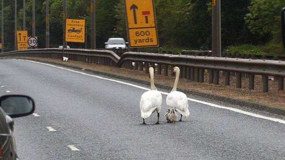 Swans on the road