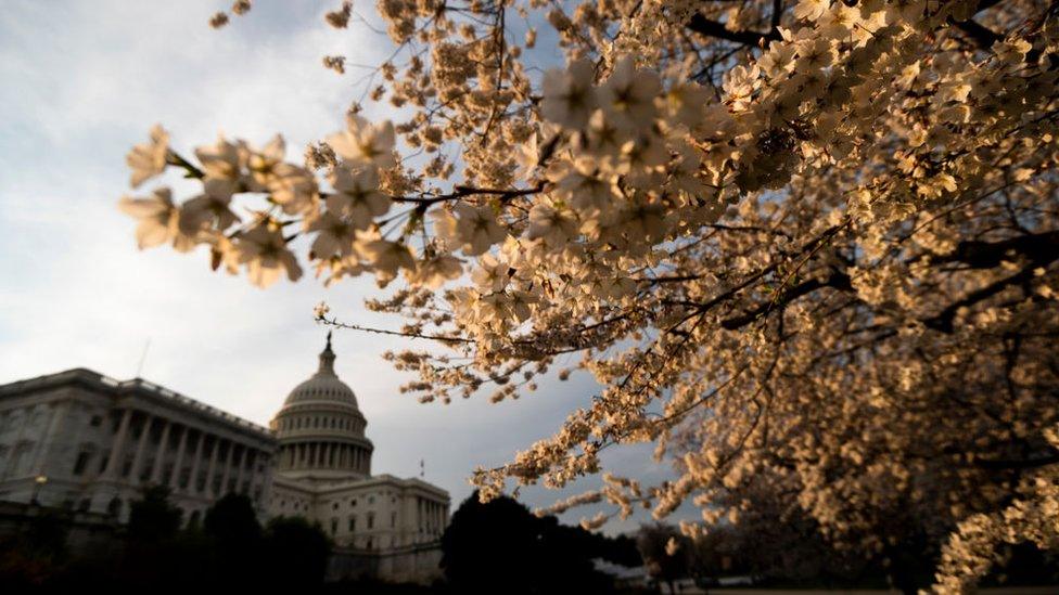 Cherry blossoms at the US Capitol in Washington