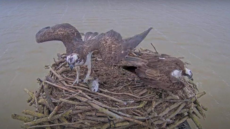 Maya and 33 in their nest on 13 March