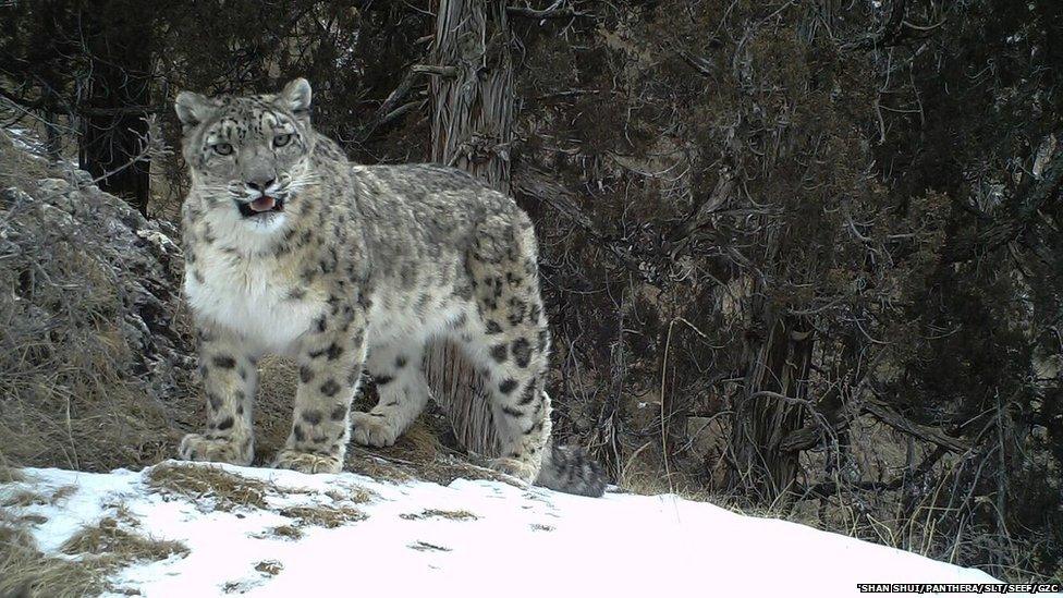 A snow leopard in the wild in China