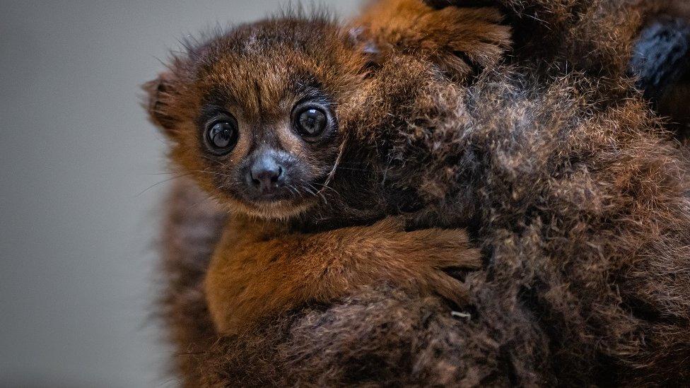 Red-bellied lemur baby