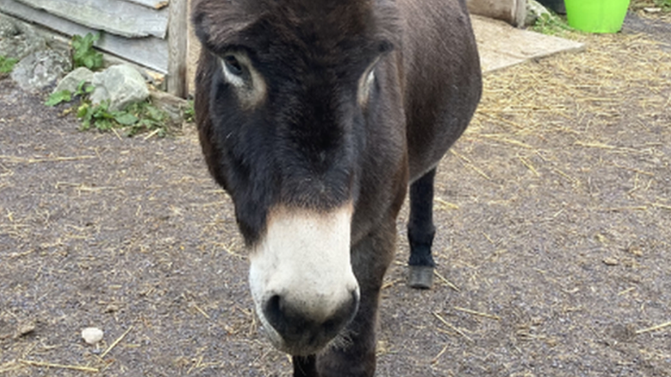 Walter the donkey