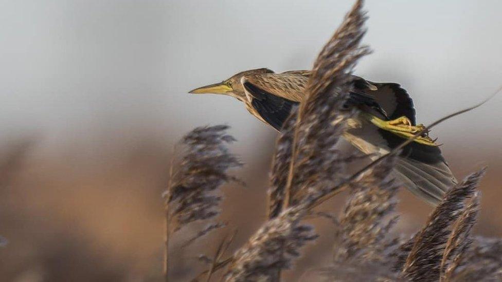 Little bittern