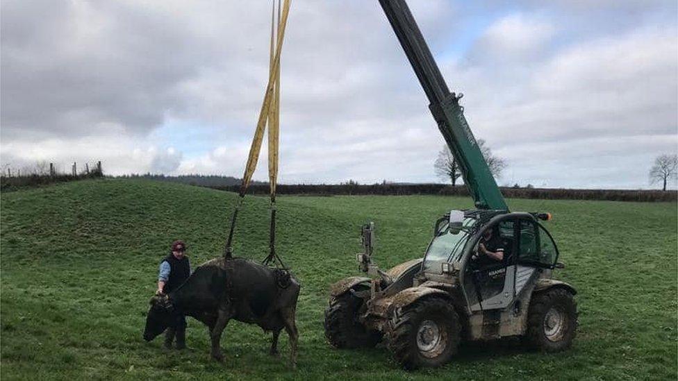 Cow being rescued from slurry pit in Burlawn, Cornwall