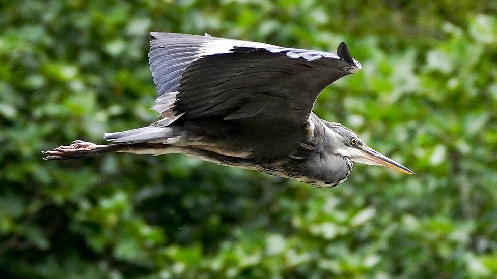 Grey heron in flight