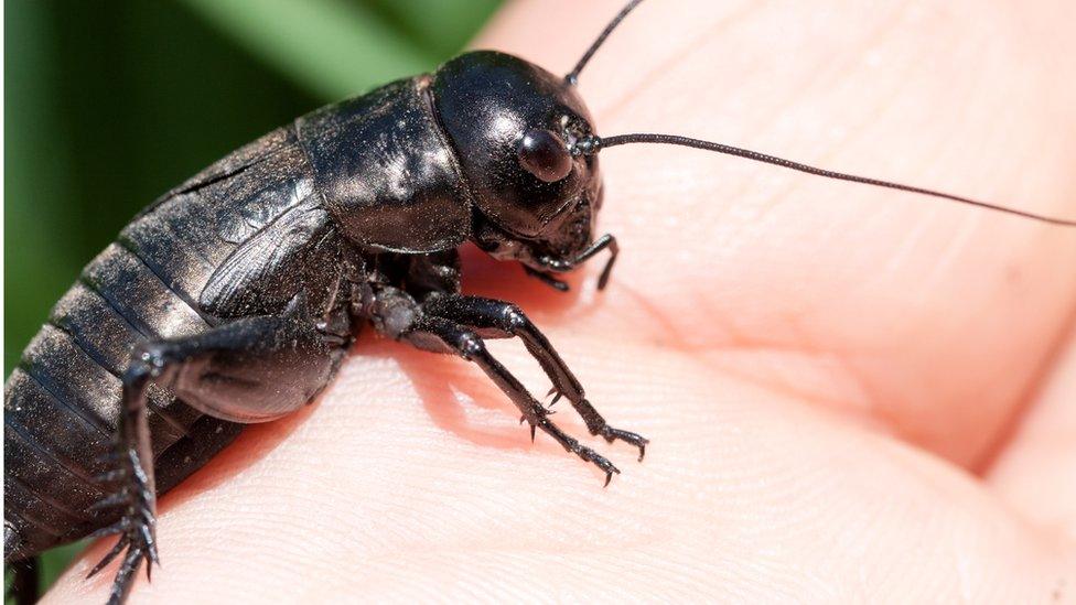 Field cricket