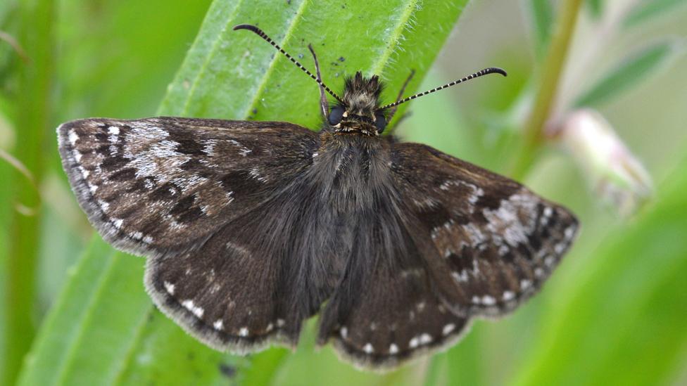 Dingy skipper