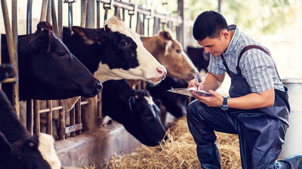 a farmer and some cows