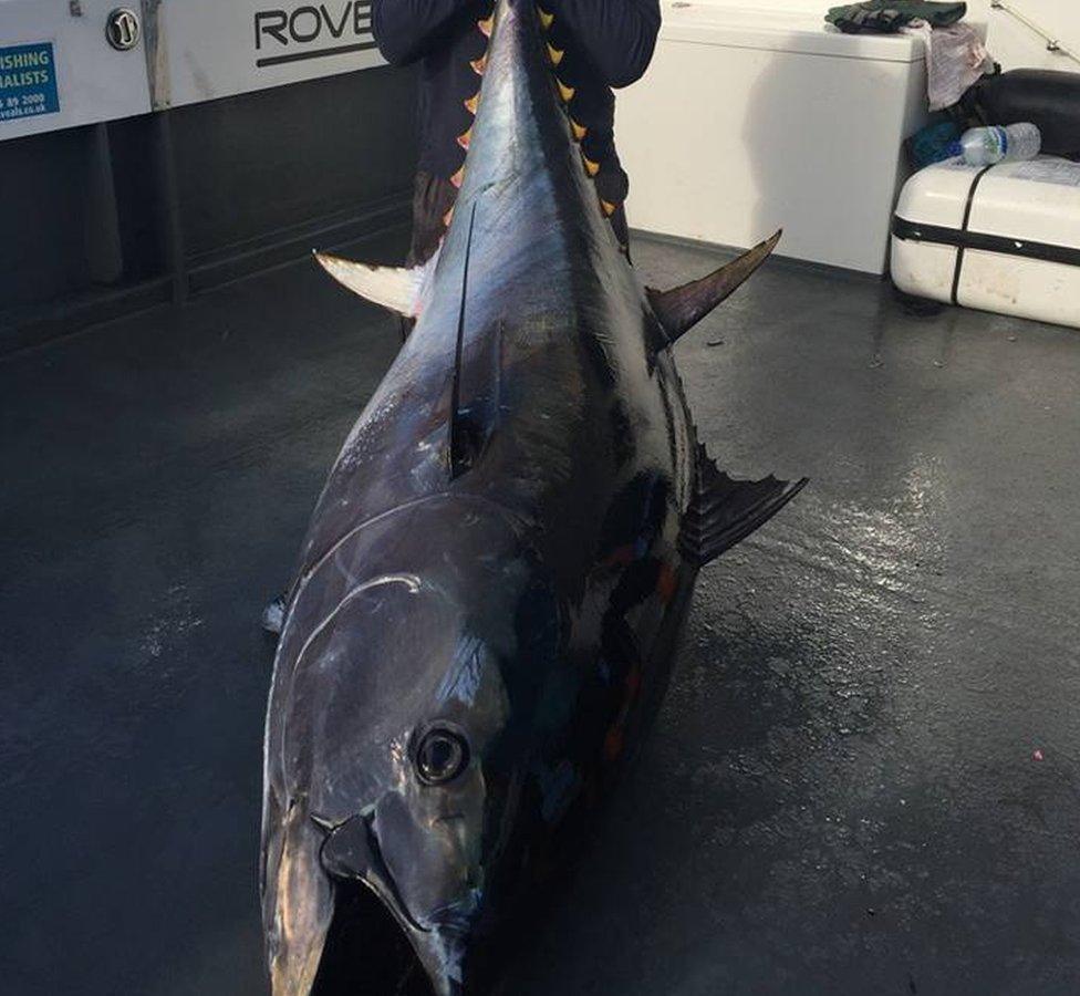 Giant tuna caught off the coast of Pembrokeshire