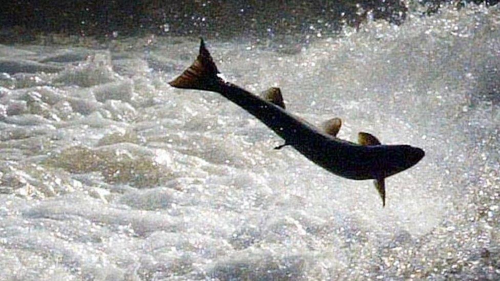 Salmon leaping up the Tweed river,Scotland