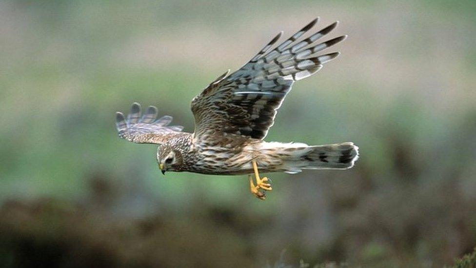 Hen harrier in flight