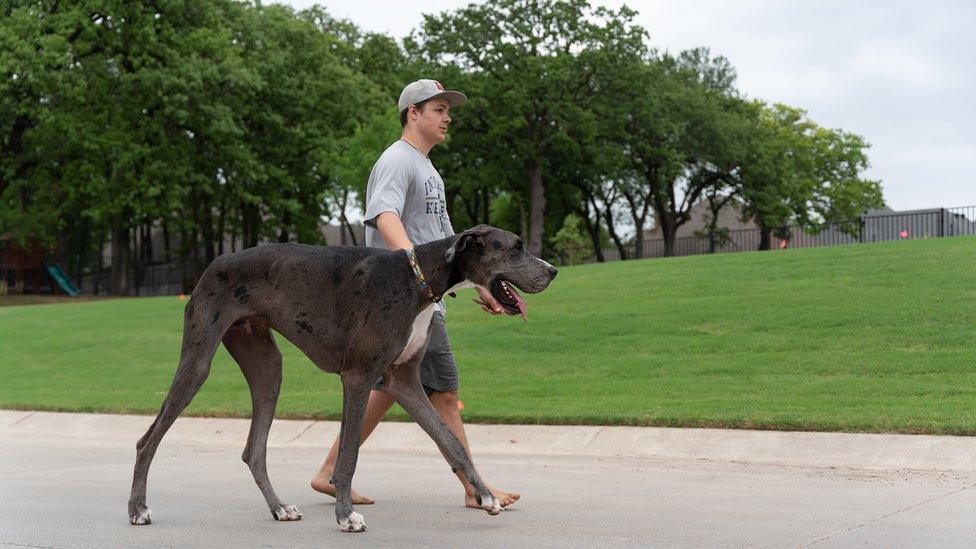 zeus-the-dog-with-owner.