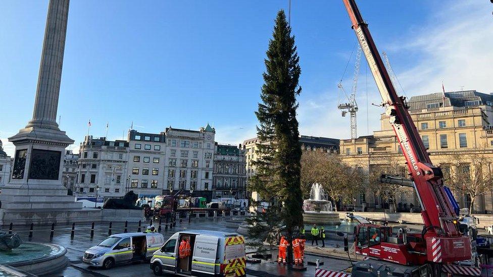 Christmas tree being lowered by crane