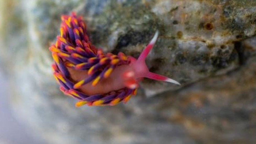 Sea slug