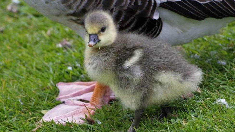 A gosling staying close to mum at Port Meadow