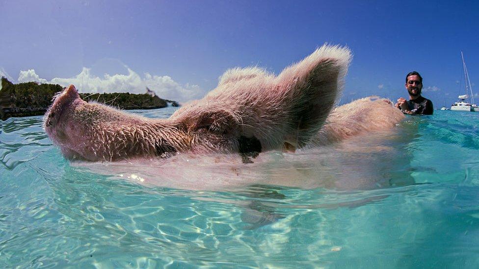 A swimming pig at Big Major Cay, Bahamas