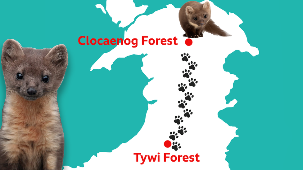 A graphic showing the journey taken by number three the pine marten