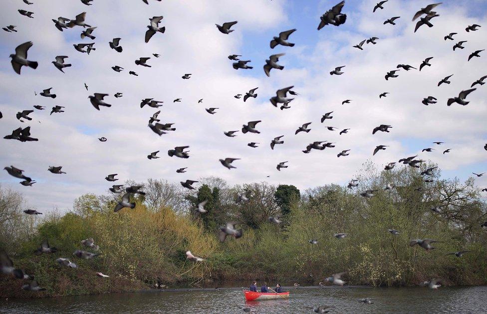 Pigeons flying over people on Finsbury Park boating lake in London