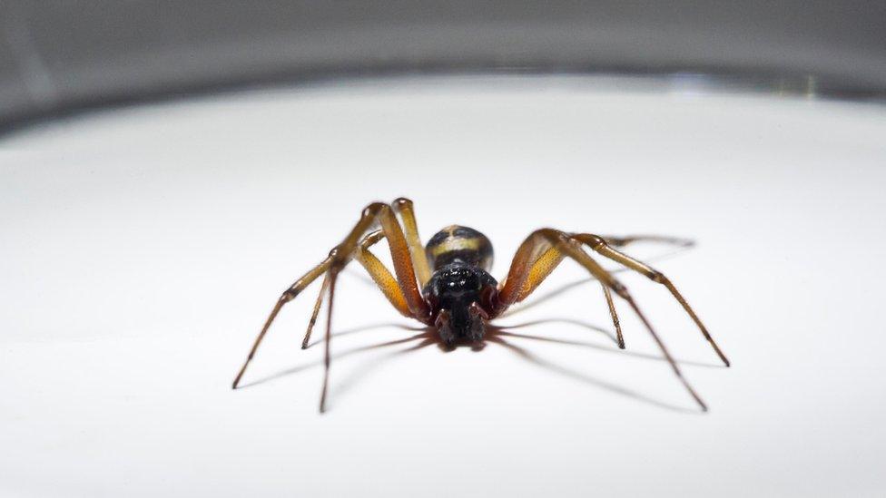 False widow spider