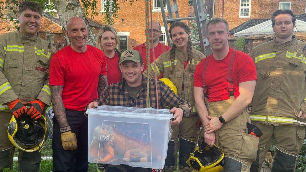 Fire crews with the saved iguana in a box