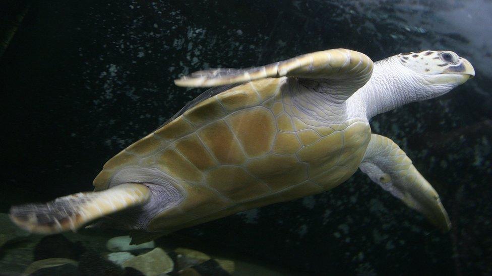 A leatherback turtle