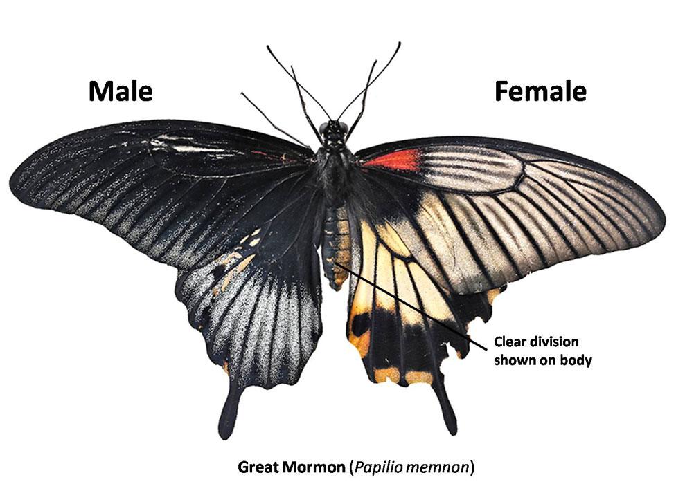 Gynandromorph of a Great Mormon butterfly