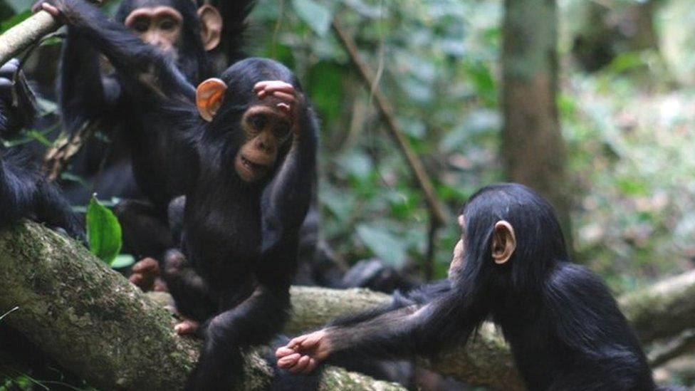 A chimp gestures to another