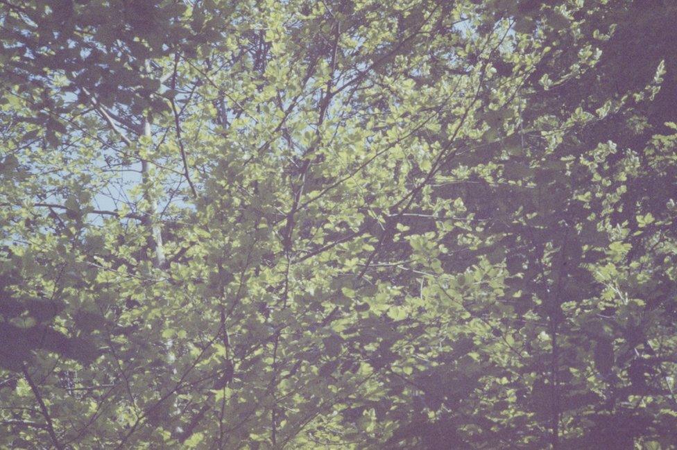 Trees at Castell Coch
