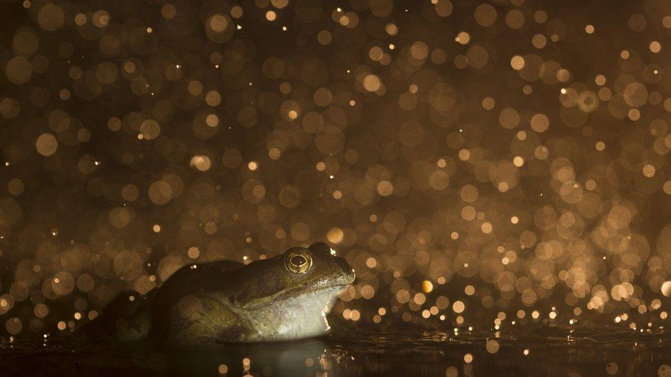 Frog in the rain