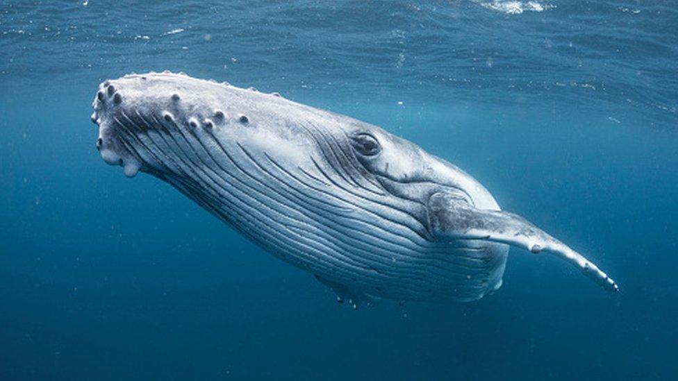 Image of Humpback whale