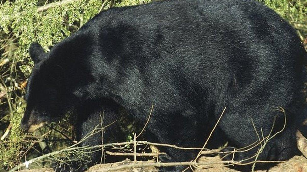 Black bear in British Columbia