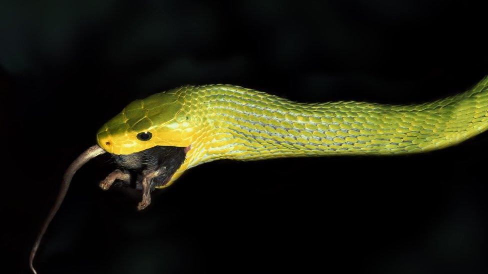 A green mamba