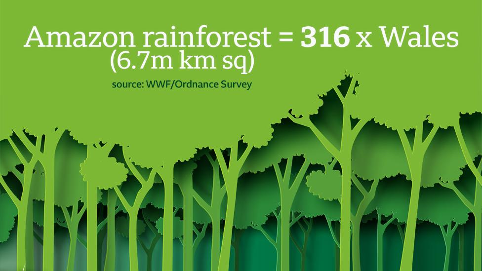 Graphic - Amazon rainforest is 6.7m km sq, equivalent to an area the size of 316xWales