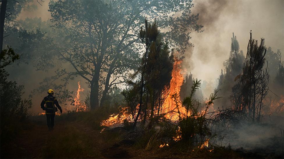 Flames in France ravage the forest