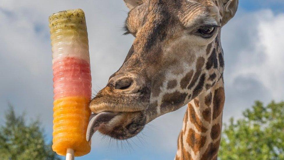 Giraffe eating an ice lolly