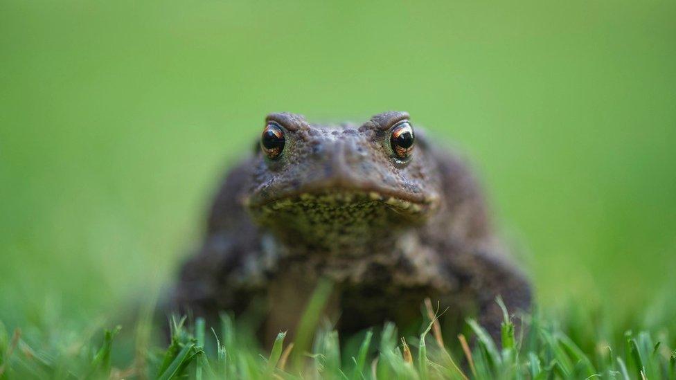 Common toad