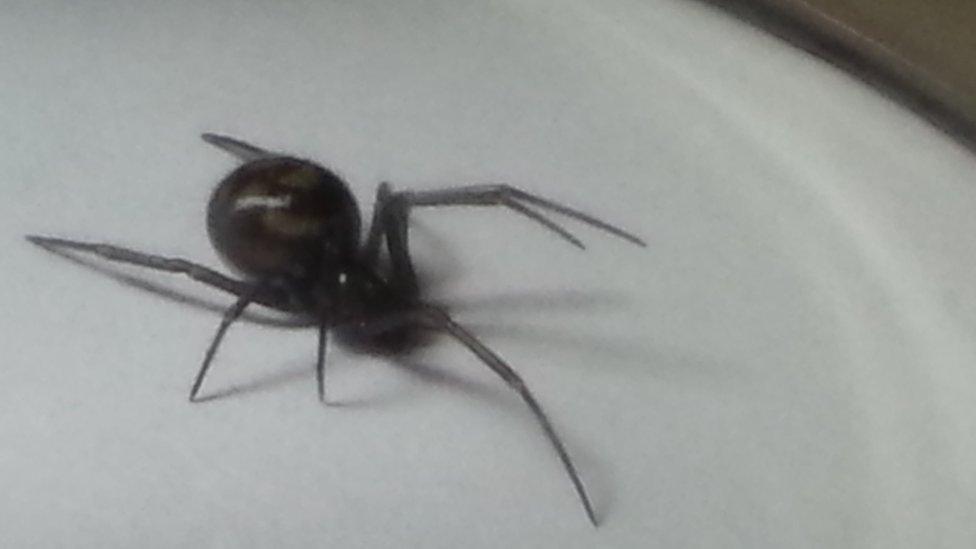 False Widow spider