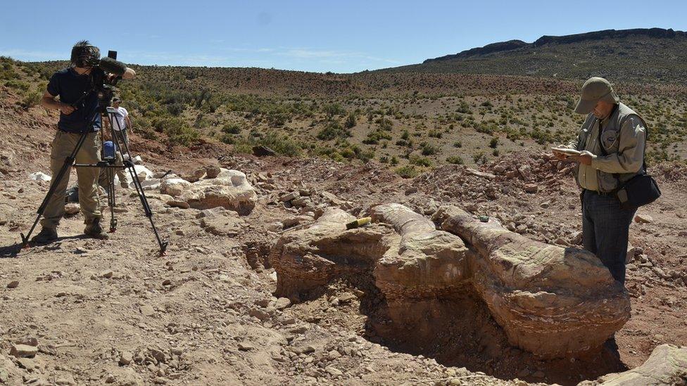 Fossilised dinosaur bones