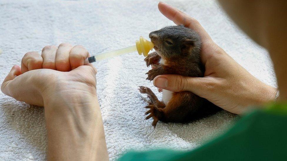 Squirrel feeding at wildlife centre in Saint-Cézaire-sur-Siagne, 1 Aug 22