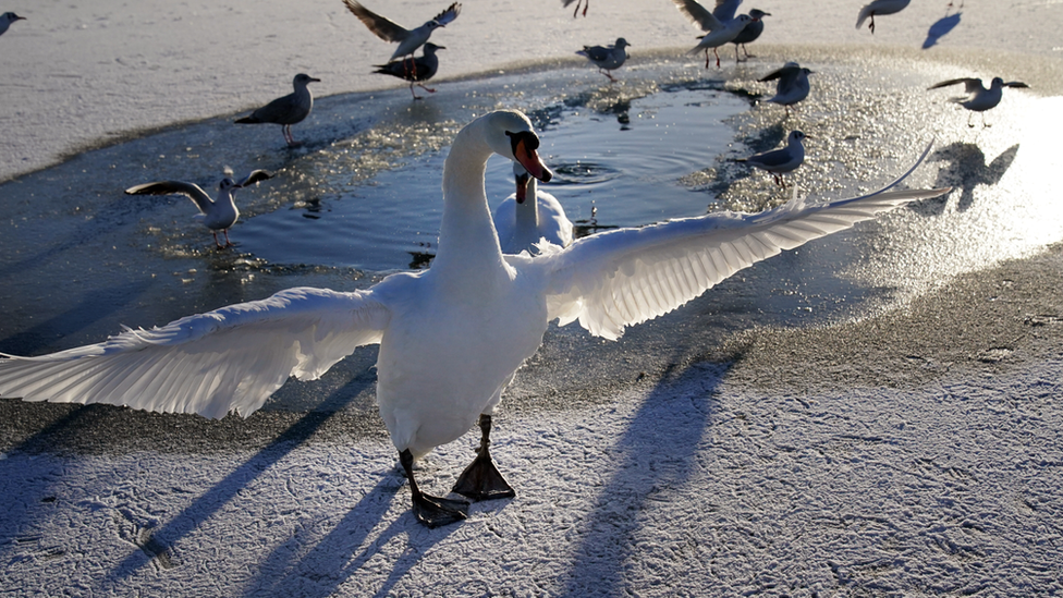 Swans and seagulls on a frozen Tynemouth boating lake