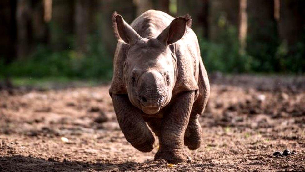 Indian rhino