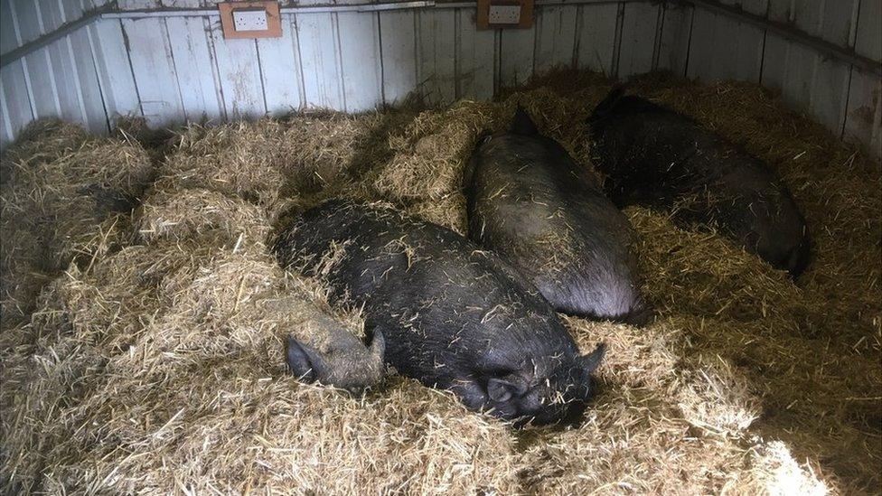 Vera buried in the straw at the far right, while Norton, Wilbur, Snout and Honker savour the sun on their skin.